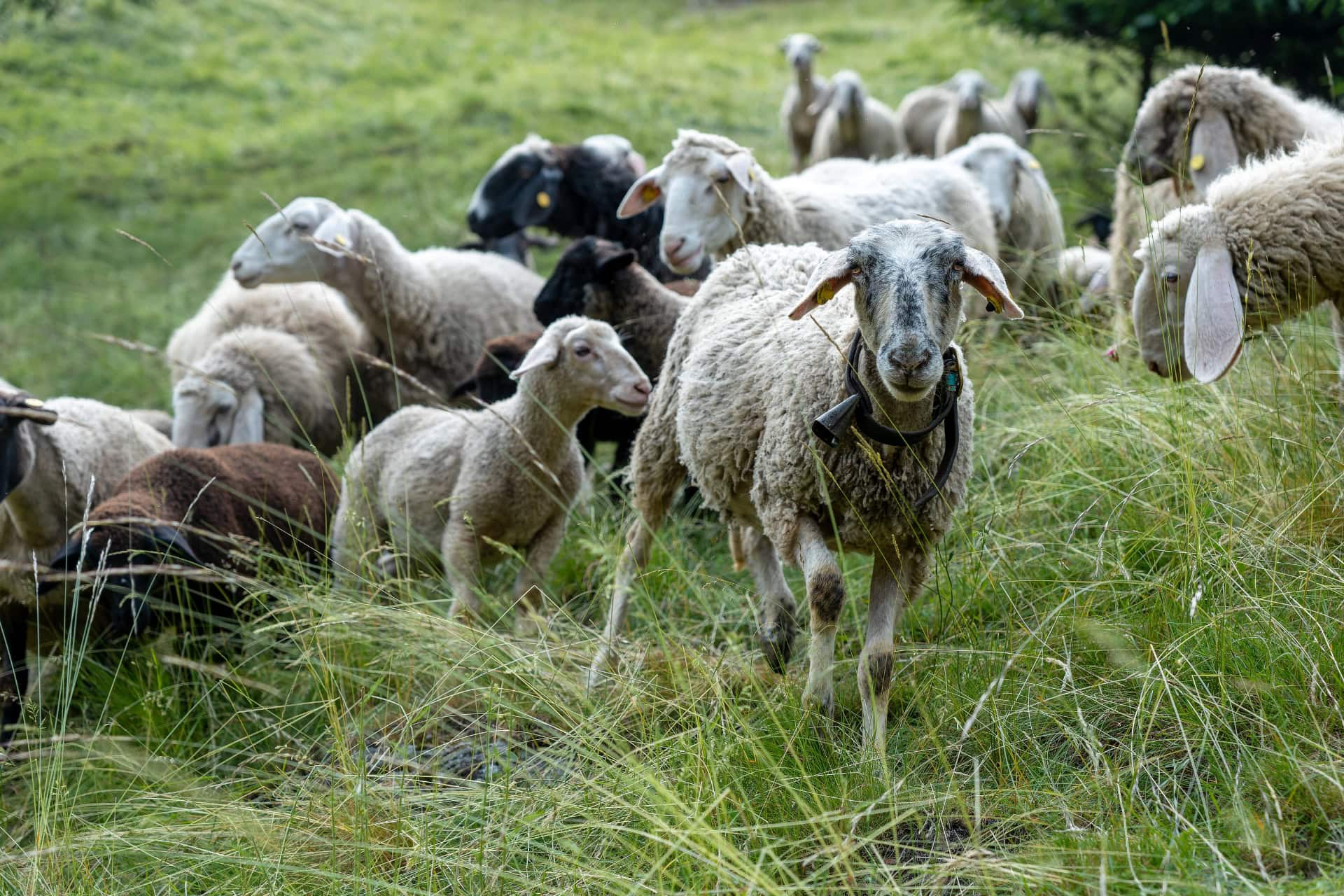 Animali pecore agriturismo