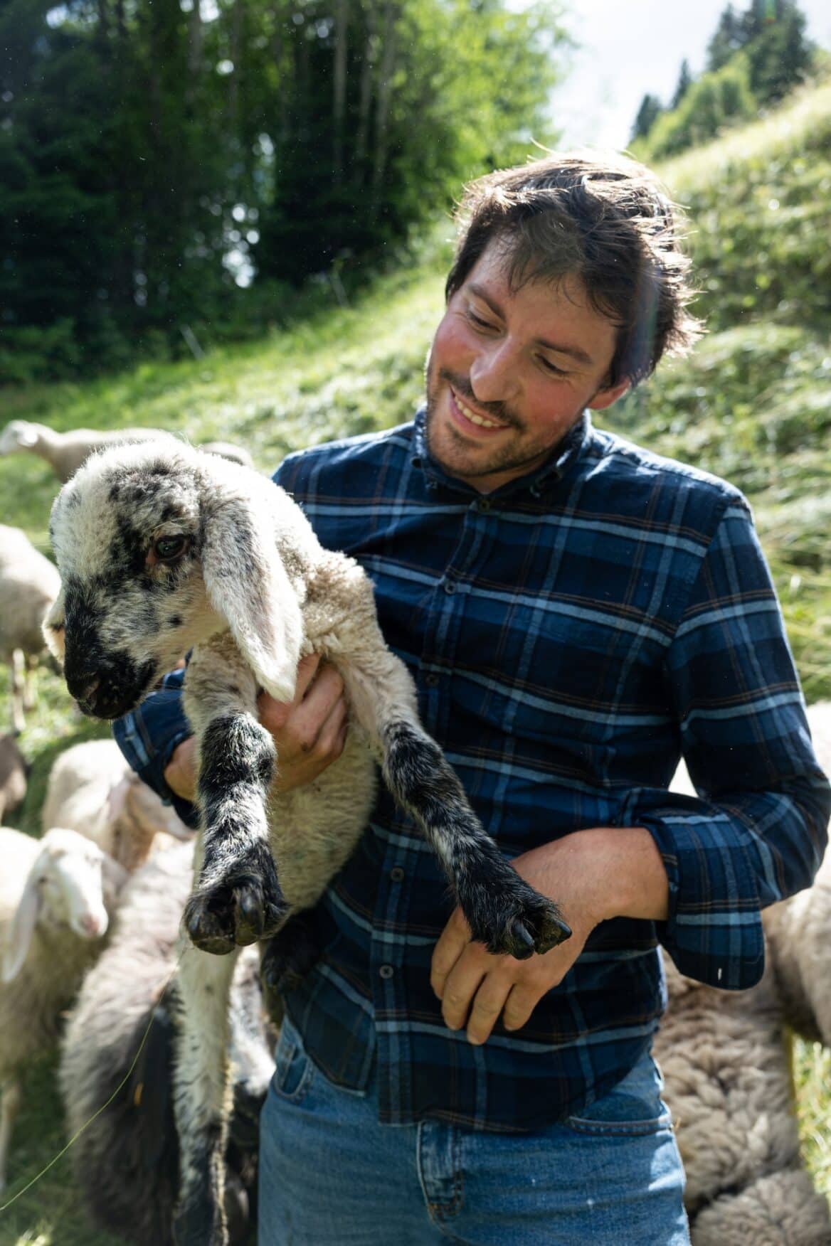 Animali pecore agriturismo