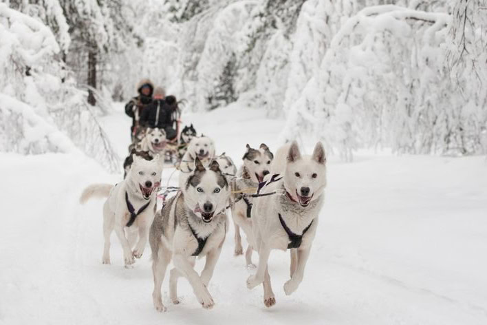 Attività Sleddog Husky Village